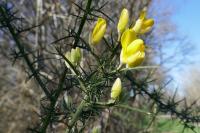 Ulex europaeus