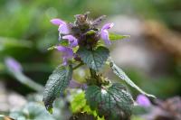 Lamium purpureum
