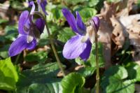 Viola odorata