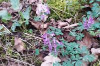 Corydalis solida
