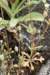 Saxifraga tridactylites