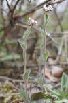 Draba muralis