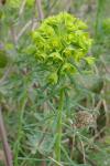 Euphorbia cyparissias