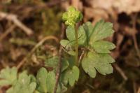 Adoxa moschatellina