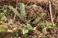 Asplenium scolopendrium