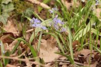 Scilla bifolia