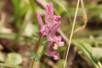 Corydalis solida