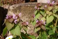 Lamium purpureum