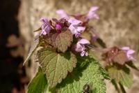 Lamium purpureum