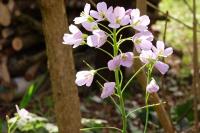 Cardamine pratensis