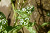 Valerianella locusta
