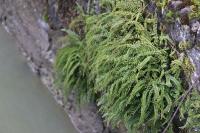 Asplenium trichomanes