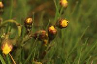 Tussilago farfara