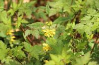 Lamium galeobdolon subsp. montanum