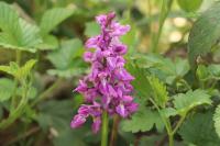 Orchis mascula
