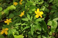 Anemone ranunculoides