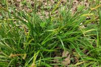 Carex sylvatica
