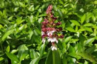 Orchis purpurea