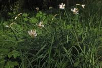 Narcissus poeticus