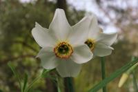 Narcissus poeticus