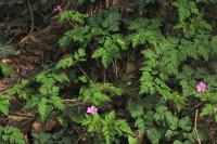 Geranium robertianum