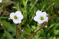 Saxifraga granulata