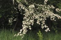 Crataegus monogyna