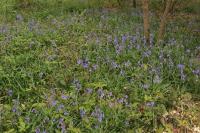 Hyacinthoides non-scripta