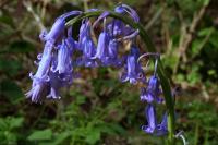 Hyacinthoides non-scripta