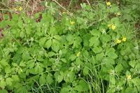 Chelidonium majus