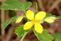 Chelidonium majus