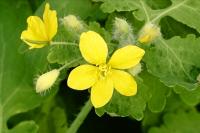 Chelidonium majus