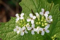 Alliaria petiolata