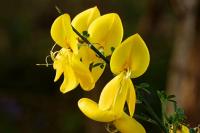 Cytisus scoparius