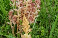 Orobanche caryophyllacea