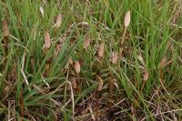 Equisetum arvense