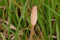 Equisetum arvense