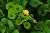 Medicago arabica
