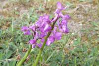 Anacamptis morio