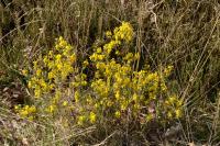Genista anglica