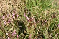 Pedicularis sylvatica