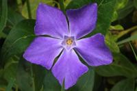 Vinca major