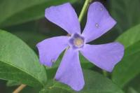 Vinca minor