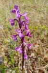 Anacamptis morio