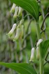Polygonatum multiflorum