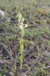 Cephalanthera damasonium