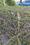 Cephalanthera damasonium