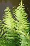 Dryopteris filix-mas
