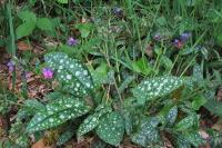Pulmonaria affinis