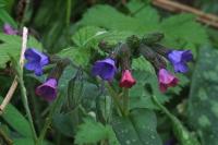 Pulmonaria affinis